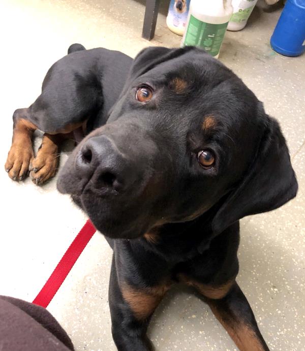 /Images/uploads/MidAmerica Rottweiler Rescue/adoptarottphotocontest/entries/10274thumb.jpg
